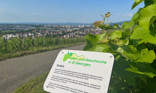 Weinlehrpfad Freiburg St. Georgen