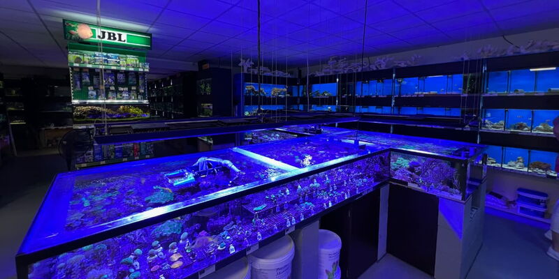 UNTER WASSER - Meerwasser Korallen