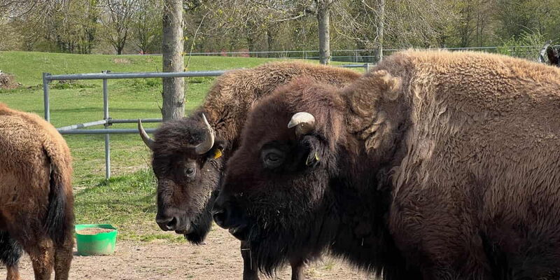 Bisons auf dem Freiburger Mundenhof