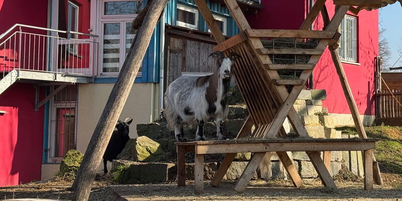 Ziegen auf dem Abenteuerspielplatz