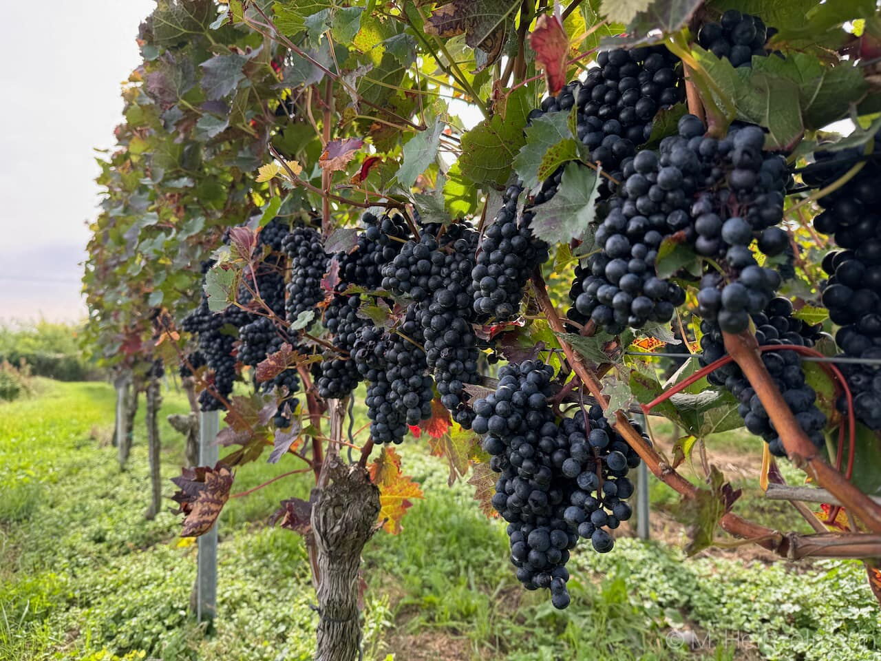 Weinreben mit dunklen Weintrauben
