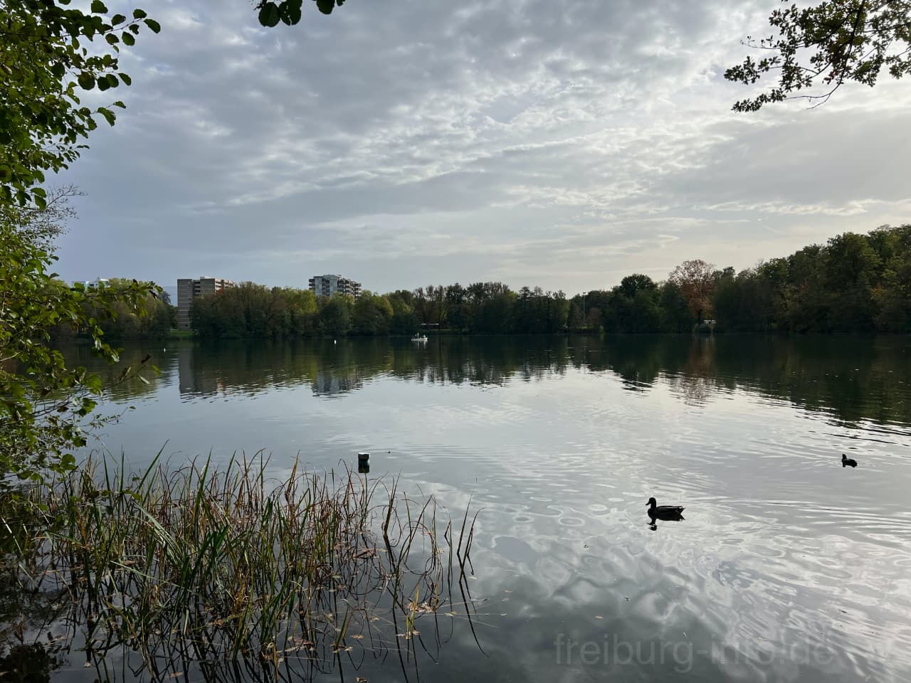 Moosweiher in Freiburg (Landwasser)