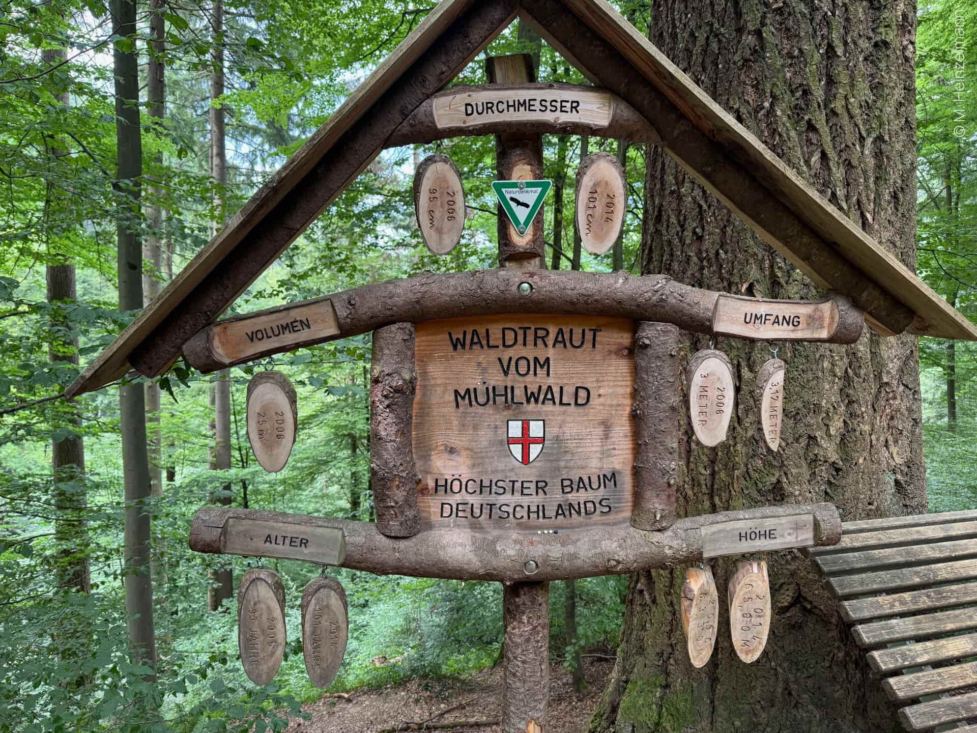 Eckdaten - Höhe, Alter "Waldtraut" höchster Baum Deutschlands