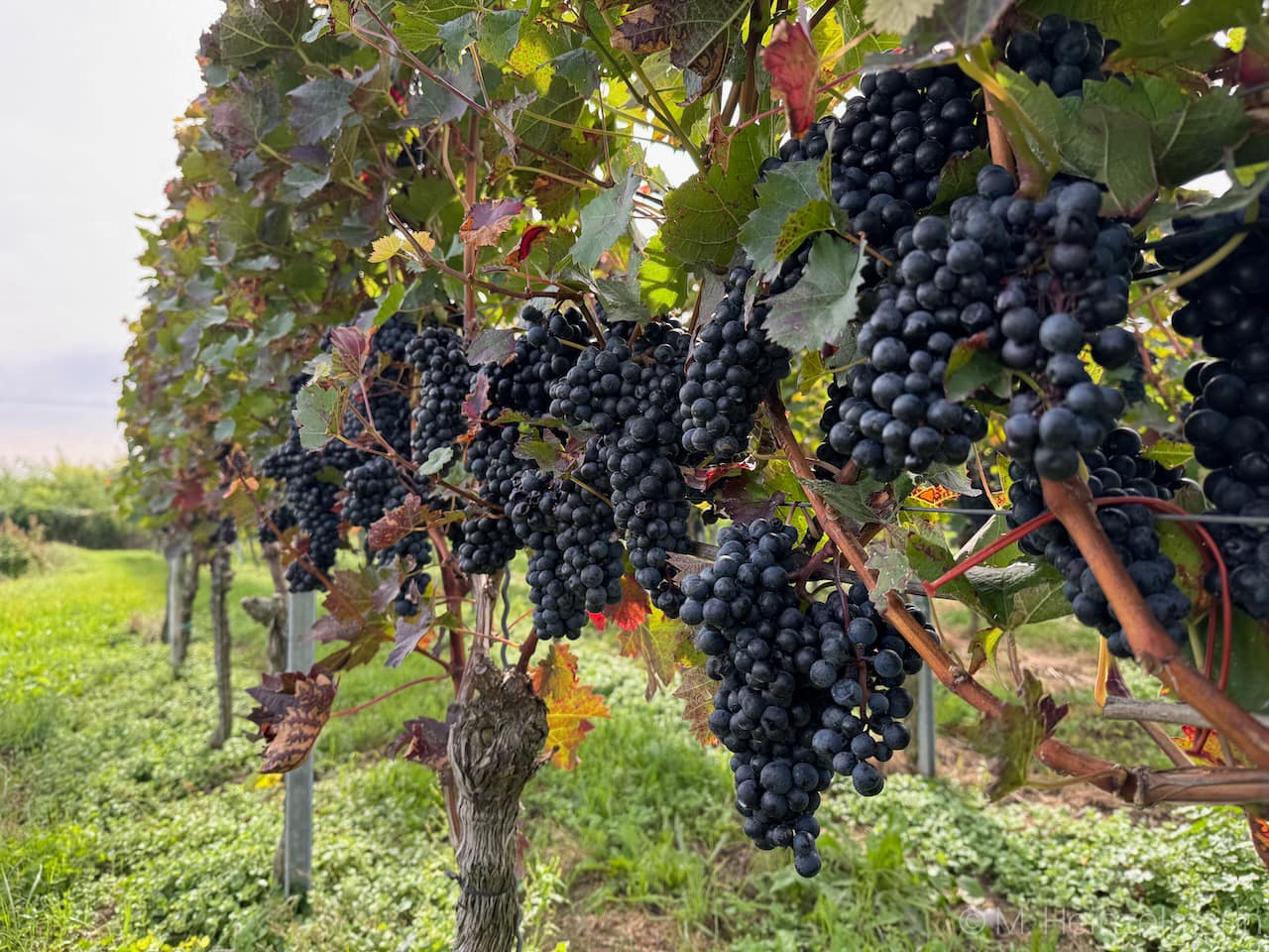 Weinfest Ihringen