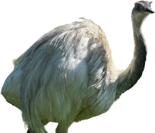 Nandu auf dem Mundenhof
